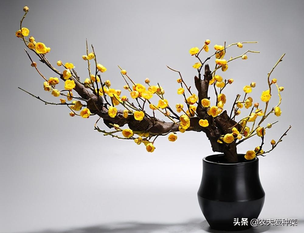 腊梅放在家里的寓意，此5种“年宵花”摆在家里
