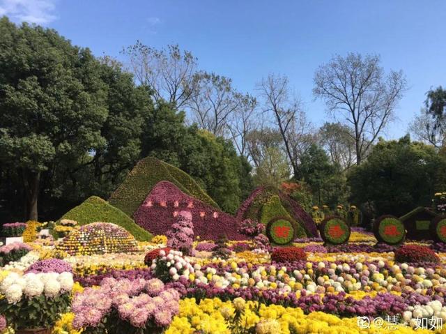 荷花有几种颜色，莲花有几种颜色分别是象征什么（1盆菊花售价1.2万）