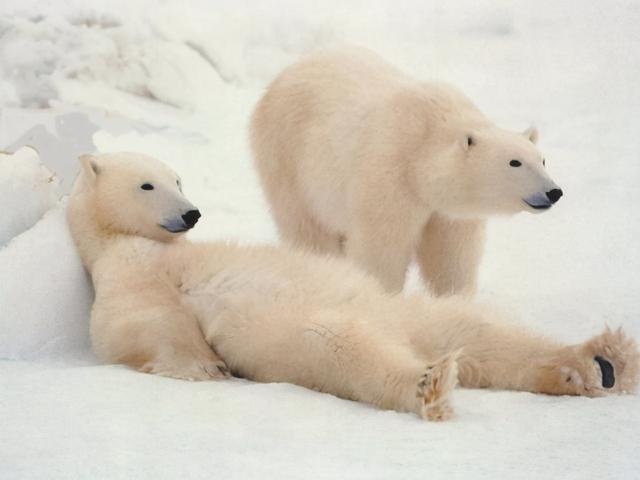 熊冬眠吗，一个神奇的问题（熊冬眠吗）