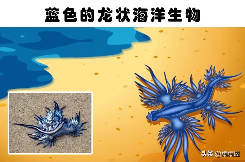 海滩惊现巨型乌贼尸体，神秘海洋巨物引发围观与热议