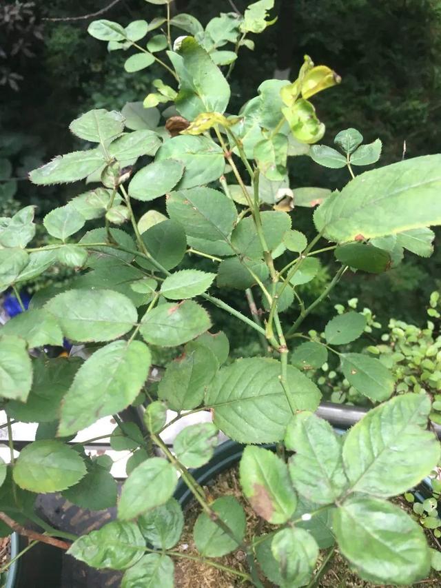 怎么驱蚊子最有效，除蚊子的方法（1把蚊香灰撒盆里）