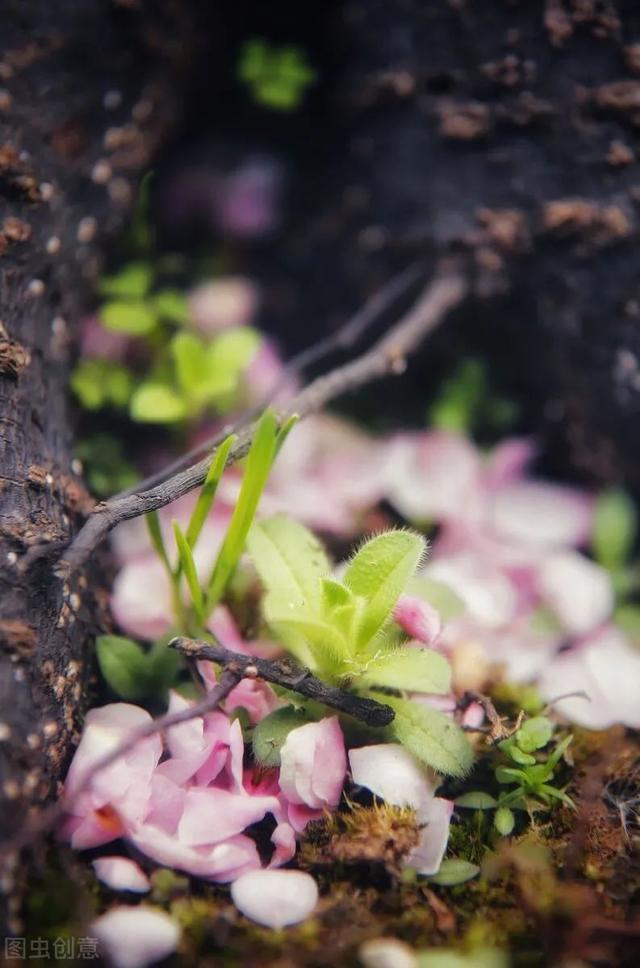 梦里泪落知多少，梦里泪落知多少美文（梦里花落知多少）