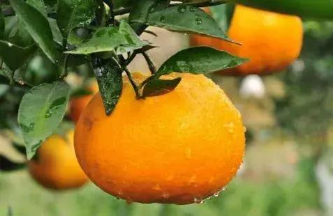 雪橙和血橙的区别，橙子和脐橙的区别（柑橘销售收尾：新品种走红市场）