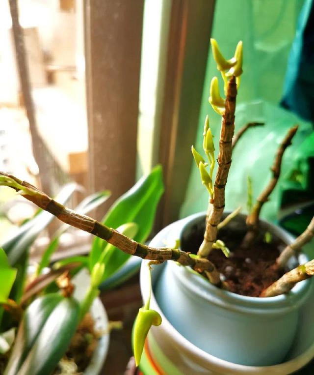 铁皮石斛花的采摘、晾晒和吃法，石斛花直接采摘晒干吗（最好吃的5种花）