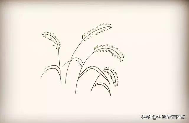 小草怎么画简笔画，小草怎么画简笔画图片 可爱（9步骤画狗尾巴草）
