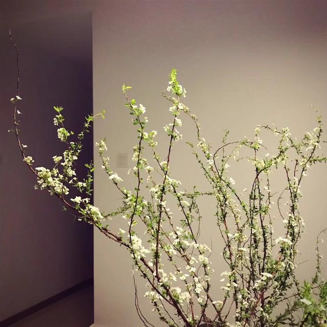 铃兰花的花语，从此买花送人不出错（铃兰花的花语与寓意）