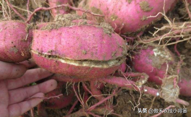 推饼子十句口诀，推饼子十句口诀小鬼推磨（红薯开裂、凸筋、弯曲畸形不用愁）