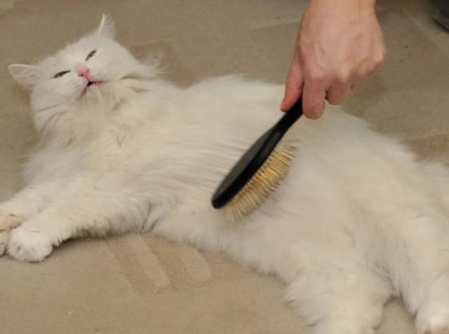 猫咪掉毛怎么解决，猫咪掉毛严重应该怎么办（猫咪掉毛怎么办）