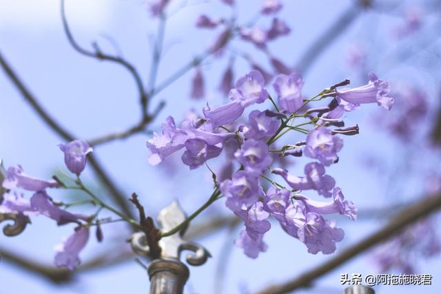 蓝花楹的花语是什么，蓝色花楹的花语（惊艳了初夏的那一抹紫）