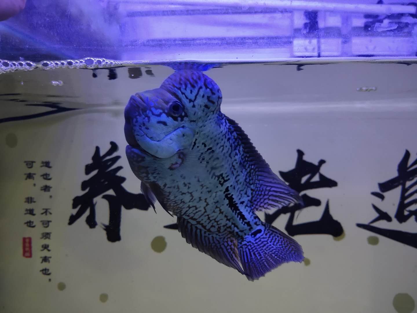 饲养罗汉鱼推荐底滤鱼缸，附高清罗汉鱼美图展示其绚丽体色与独特头型