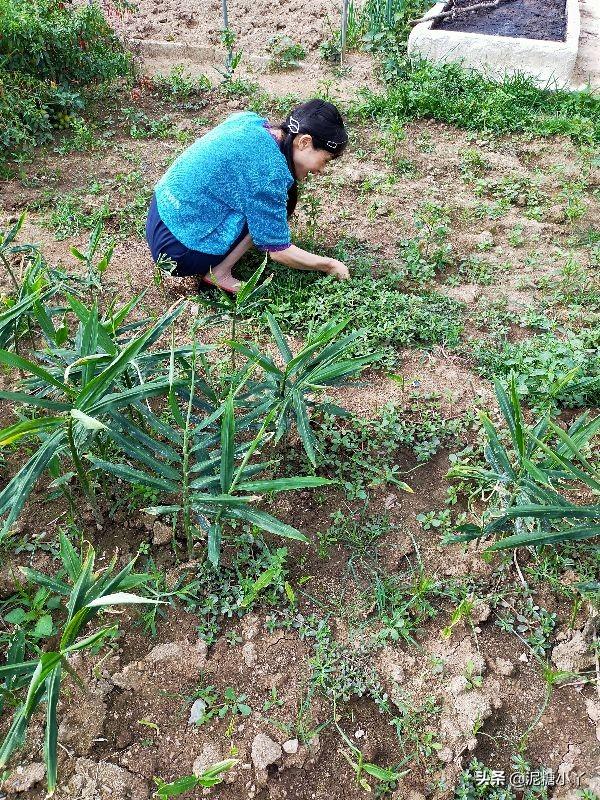 马齿苋是什么野菜 马齿苋简单介绍，马齿苋是什么野菜（是杂草亦可是蔬菜）