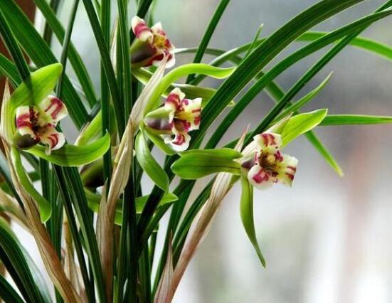 兰花的意思和寓意是什么，兰花是高洁典雅的象征