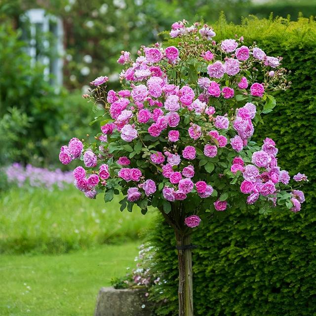 月季花品种，十大经典品种（凭一己之力撑起了整个花园的颜值）