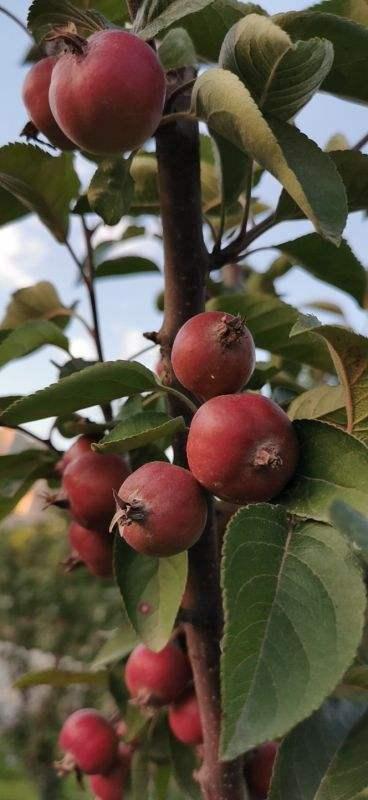 新鲜山楂的吃法，新鲜山楂的吃法和禁忌（山楂还可以这样吃）