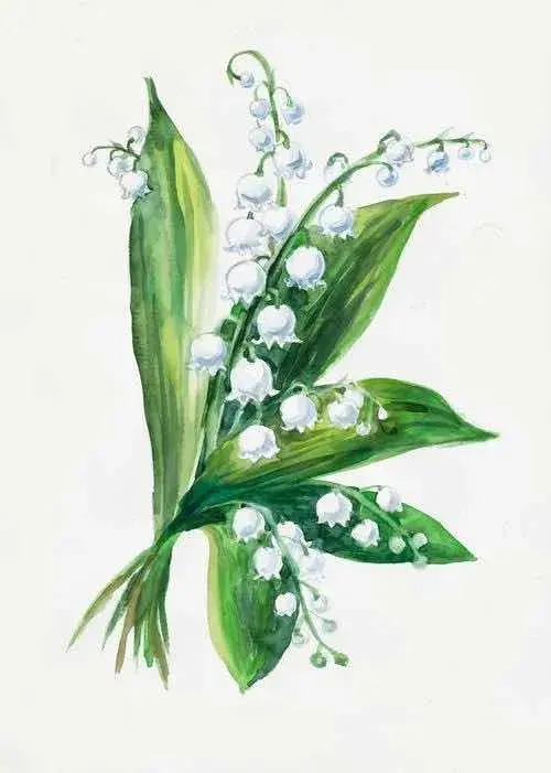 洋甘菊花语寓意，洋甘菊的花语和寓意是什么（礼赞•花语）