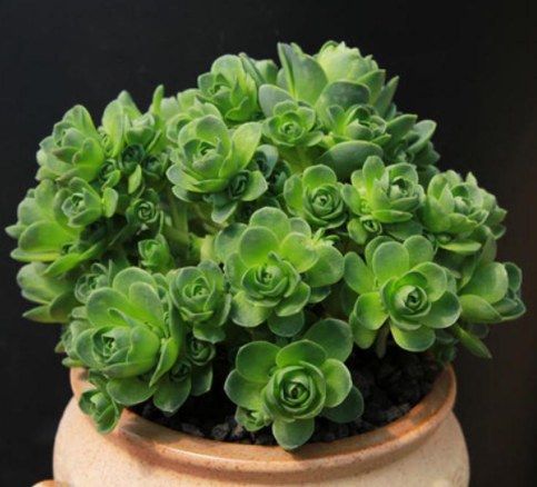 多肉植物夏天怎么养护，多肉植物怎么栽种（多肉夏季浇水有“三不浇”）