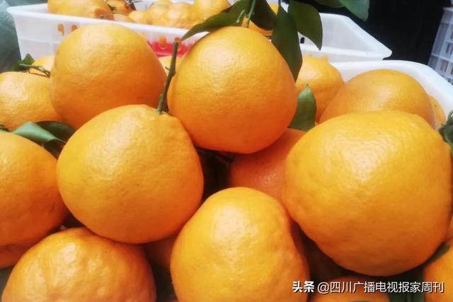 耙耙柑什么人不能吃，耙耙柑不能吃吗（好吃还不上火）