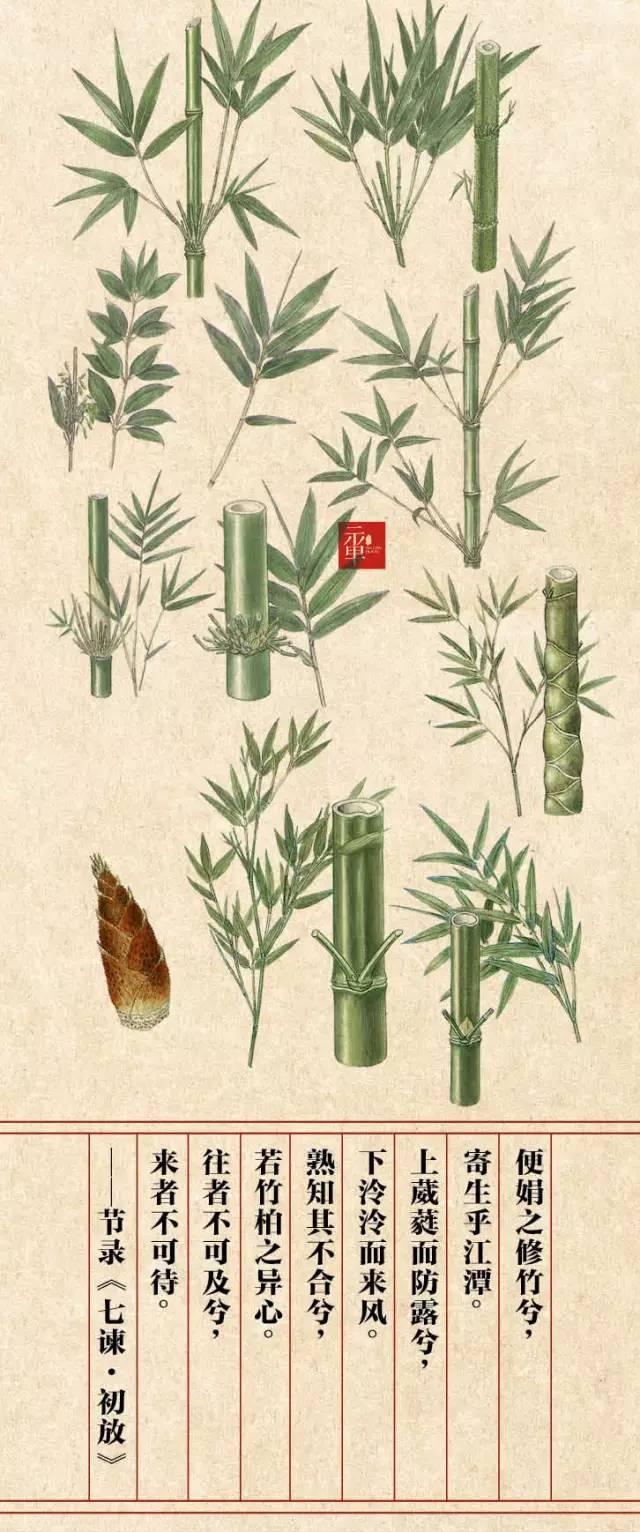 木兰科的常见地被植物有哪些，常绿木兰科植物有哪些（收藏起来留给孩子慢慢看）
