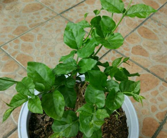 茉莉花什么季节开花，茉莉花什么时候开花最佳（什么时候换盆和修剪）
