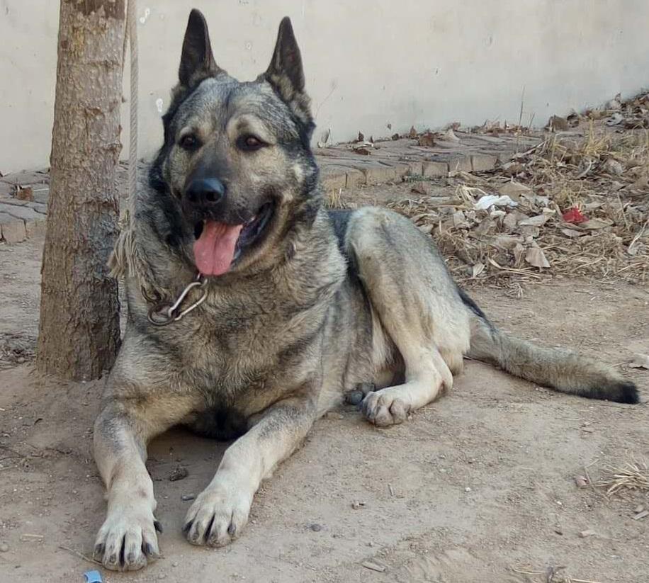 狼的外貌特征描写,又酷又帅的狼青犬-相术-荣耀易学