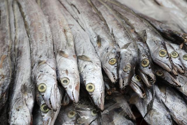 中国最好的带鱼产自哪里，中国哪里盛产带鱼（记住选择“三小一厚”）