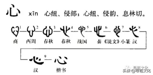 心繁体字怎么写，心的繁体字（心-汉字的艺术与中华姓氏文化荀卿庠整理）