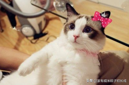 猫咪怀孕了有什么迹象，多条线索证明——你是否当上爷爷奶奶了