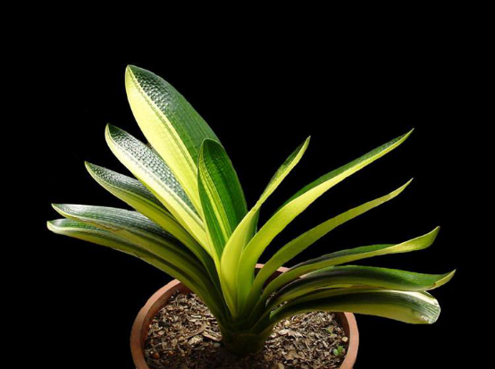 1823是什么意思，1823是什么意思肖战（其实跟兰花没一毛钱关系）