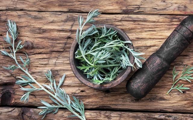 艾草能驱蚊子吗，艾草能驱蚊吗（蚊子不喜欢的3种花）