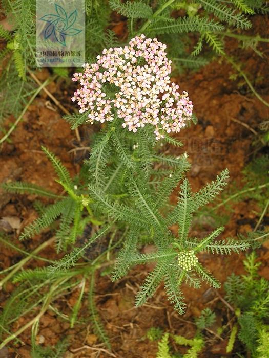 锯锯草功效与作用(蜈蚣蒿) - 行就行