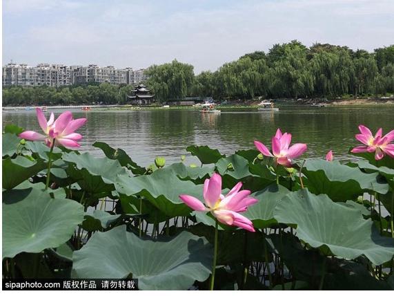 颐和园必看十大景点，颐和园有哪些景点值得去玩（这10个最美赏荷地等你来）