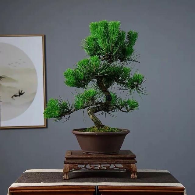 我国国花是什么花，中国国花是什么花（中国国花是什么花）