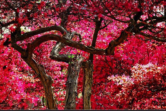 红花继木，红花檵木～娇颜耀芳丛（红花继木）