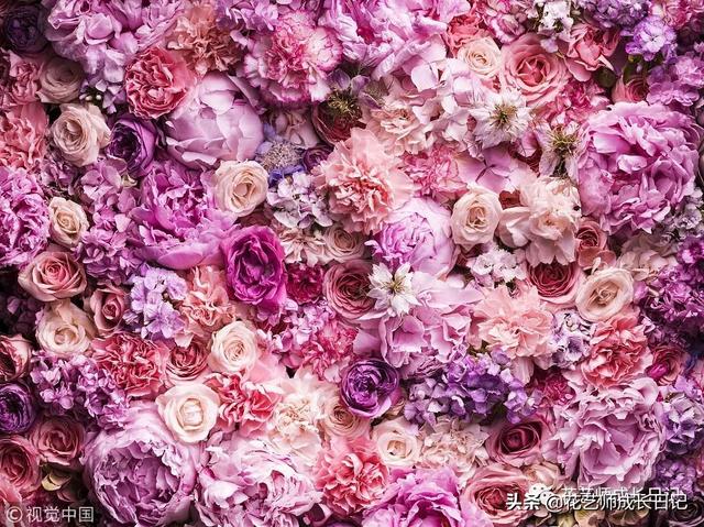 玫瑰花的寓意和花语，香槟色玫瑰（香槟色玫瑰代表什么）