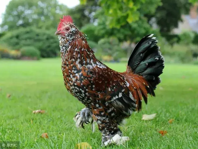 鸡和什么属相配对幸福，属鸡和属鸡相配（生肖鸡跟这个属相在一起）