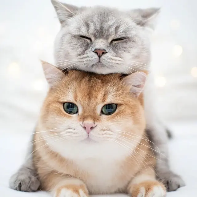 猫咪狗狗头像微信，猫咪狗狗头像（超可爱猫咪狗狗头像）