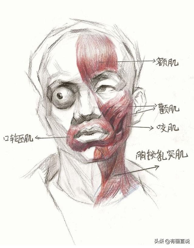 橡皮头，微信头像，橡皮头（分享结构素描高清临摹素材60张）