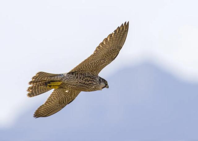 隼是什么鸟，生物演化史上的速度巅峰（隼是什么鸟吃什么食物）