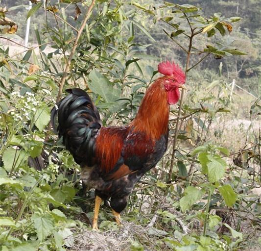 黑腿公鸡是什么品种,地方特有鸡品种,贵州高脚鸡 - 玉三网