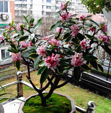 春天的花有哪些，二年级春天的花有哪些（“最香的”15种花）