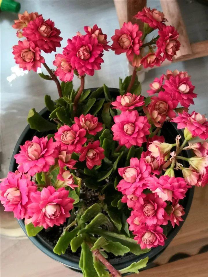 80个长寿花品种(全都美极了,只养1盆真的不够) - 彝家农业网