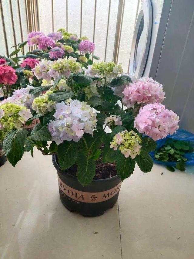 鸟尾花的繁育管理，鸟尾花 花期（30种耐阴花）