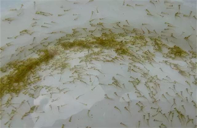 小鱼苗怎么做好吃，干小鱼怎么做好吃又简单（鱼苗绿色食物---熟蛋黄水、生豆浆饲喂养鱼法）