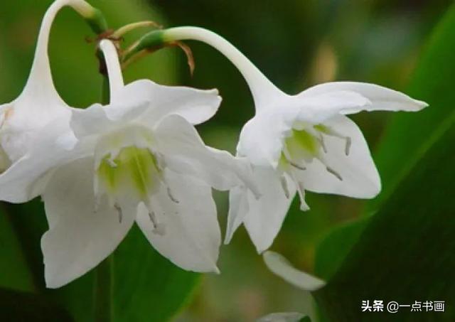 各种颜色百合花的花语和寓意，百合不同颜色的花语代表什么（百合花还分很多品种，你知道不）