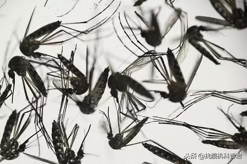 蚊子灭绝了会怎么样，如果蚊子灭绝了会怎样（假如人类把蚊子全部灭绝了）