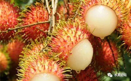 榴莲成熟的季节是几月，榴莲季节是哪几个月（夏季到冬季的水果成熟表来了）