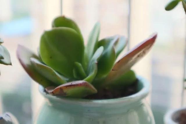 丸叶松绿怎么养，丸叶松绿的叶子可用来繁殖吗（养多肉，记名字，预防老年痴呆）