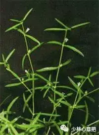 白牛胆的功效与作用，白牛胆的功效与作用禁忌（中药图片大全与功效）