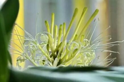 芦荟开花，总以为芦荟不会开花（芦荟开花图片 什么预兆）