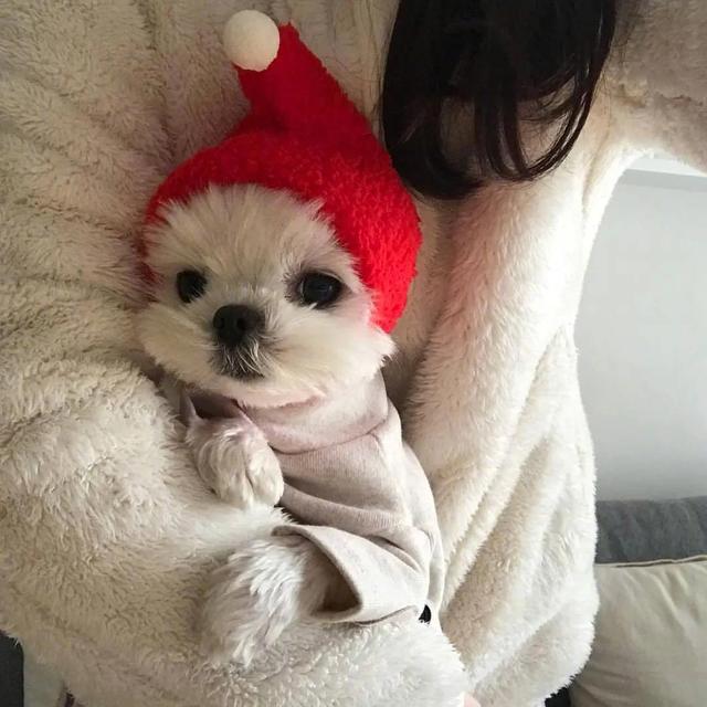 第五头像丨我可以抱抱你吗，抱抱你的头像微信（可爱头像，天好冷）